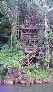 The Deep Fried Potato Bug