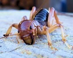 The Deep Fried Potato Bug